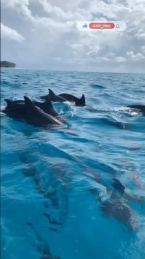 Dolphins Swimming in Crystal Blue Sea 🐬🌊 | Amazing Ocean Moments #shorts