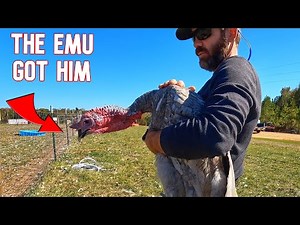 Our Emu Is Being Aggressive Towards Him, So We Have To Do Something