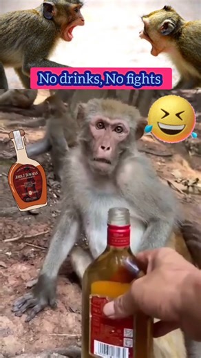 😀😀No drinks, No fights #monkey mind voice#viral #comedy #funny #shortsfeed #shorts