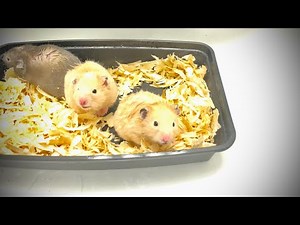 Lizard Eats a Gang of Hamsters