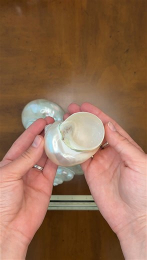 Watch Real Shells for Beach, Coastal & Nautical Decor on Amazon Live