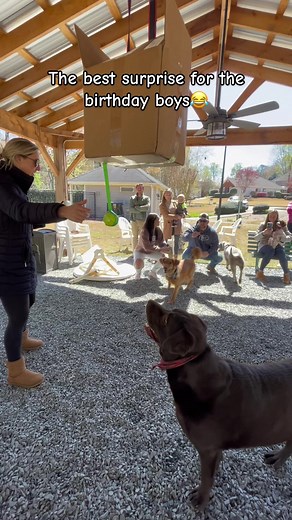 Such an incredible idea #dogs #smart #cutepups | Dogs: The Woof Works