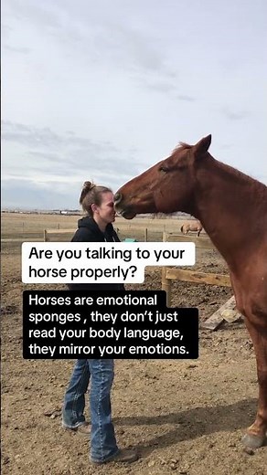 Get Certified With The Equine Connection - The Academy of Equine Assisted Learning