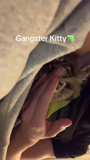 HE A GANGSTER #kingvon #gangster #kitty