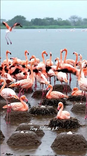 Ultra-Realistic 4K | African Flamingos Guard Nests and Eggs from Predators