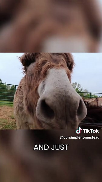 Building New Habits with Donkeys