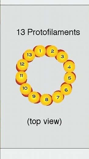 Microtubule Formation