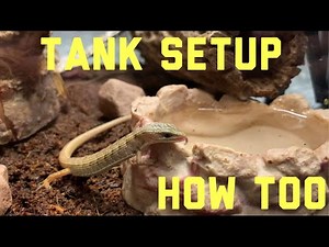 How to set up a southern alligator lizard tank