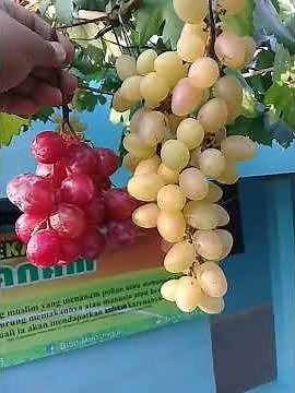 Saksikan... BESARNYA ANGGUR JULIAN vs RED GLOBE