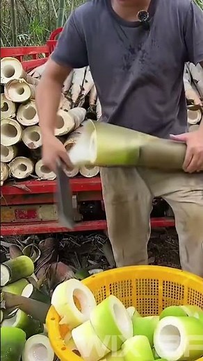 Bamboo Shoot Cutting
