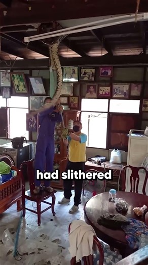 Huge python pulled from house ceiling 😱🐍🏠