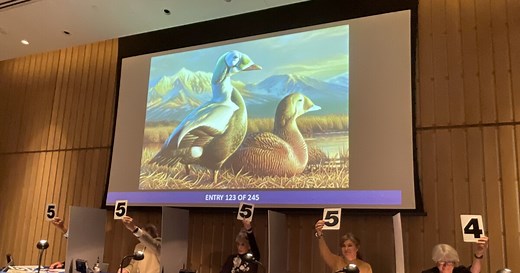 Quacking up the competition at annual duck stamp contest