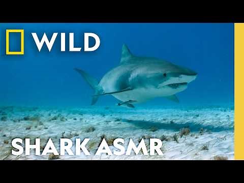 Underwater Zen: Sharks, Fish, & Lo-fi Beats for Ultimate Relaxation | Sharkfest | Nat Geo Animals