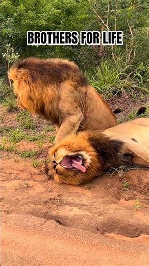 BROTHERS FOR LIFE: The Unbreakable Bond of a Lion Coalition 🦁🦁 #Shorts #lion #lionking