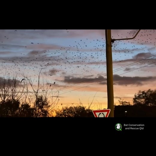 Little red flying-foxes are a nomadic species which primarily feed on the nectar and pollen of eucalypts (Eucalyptus and Corymbia) and melaleucas. With their peak birthing occurring during April and May, the availability of a nutritious food source at this time of year is important for little red flying-fox mothers who are nursing a dependent baby. In recent weeks thousands of little red flying-foxes have gathered at this Central Queensland location to feast on abundant melaleuca blossoms curren