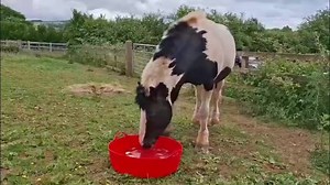 1.6K views · 79 reactions | Friday the 13th may be unlucky for some,...