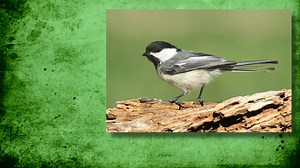 62K views · 1K reactions | Did you know? The more dee notes in a chickadee-dee-dee call, the higher the threat level they perceive. Keep your eyes - and ears - open for these adorable birds when you’re outdoors. www.wilddelight.com/products/nut-n-berry/ #wilddelight #welcomewildbirds | Wild Delight | Facebook