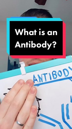 Understanding Antibodies: A Comprehensive Overview