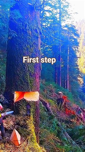 first step for falling biggest Tree!#treefelling #fall #skills #woodworking #woodwork #tree
