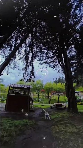 Looking for Mom🐶❤️👩#dog #shorts #youtubeshort #pets #love #amor #cute #pet #trend #foryou #fyp #fy