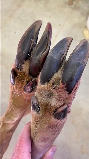 Identifying big old bucks from their tracks