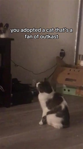 The Joy of Cats Watching TV