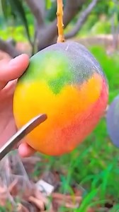 🤯Mango🥭 #wonderful #fruit #satisfying #amazing #mango #fruitcutting #shorts #fyp #viralvideo #yummy #reelsviralシ #shortvideofbreels #reelsfypシ #reelstrending #reelsvideo #reelsfacebook #fypシ #fypシ゚ #fyp #trendingreels #Wow #Woww #yum #foodie #fruits #fruitlover | Freshly Fruit Official