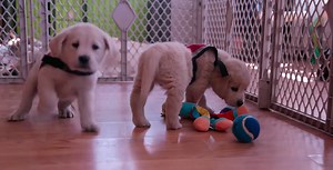 Netflix releasing heartwarming 6-part documentary series on dogs (VIDEO) | Lifestyle