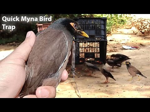 How to Quick Myna bird trap using plastic Box | DIY House Myna bird trap | myna bird trap at home