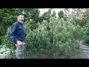 Long Island Mugo Pine