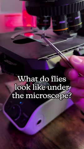 Chloé Savard on Instagram: "They look better under the microscope 🫥 In this video, you can observe two different types of fly which are both from the Muscidae family! The first one is a housefly (Musca domestica) while the second one is a blowfly (common green bottled fly or Lucilia sericata). Found both of them dead near a window in my apartment so worry not about animal abuse. Anyways, what makes them different, you might wonder? Common houseflies are heavily associated with human activities