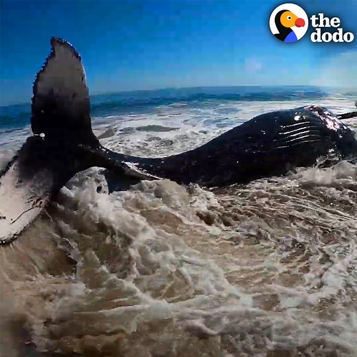 It took 4 hours to roll this huge whale back into the ocean — watch when he finally flaps his tail 💙 | The Dodo