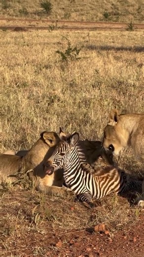 Masai mara on Instagram: "Join us on a 7 Days Great Masai Mara Safari Embark on an adventure of a lifetime and immerse yourself in the Great Masai Mara region’s breathtaking natural wonders and diverse wildlife. Masai Mara is a wildlife paradise stretching across the Masai Mara Reserve and the adjoining Mara Naboisho Conservancy, offering a unique and unforgettable safari experience. Highlights of 7 Days Great Masai Mara Safari Day 1: Arrival and Transfer to Masai Mara National Reserve Day 2 &3:
