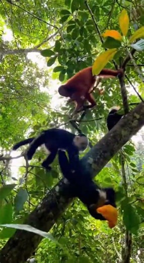 **English:**\nMonkey Mayhem: Fruit Feast in the Canopy! 🐒🥭 #AnimalKingdom #Capuchin