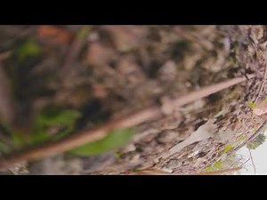 How to PID tune a cinewhoops Cinelog 35 performance with weird shakes when full throttle 2