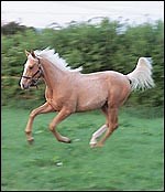 UK’s first palomino Thoroughbred colt - Horse & Hound