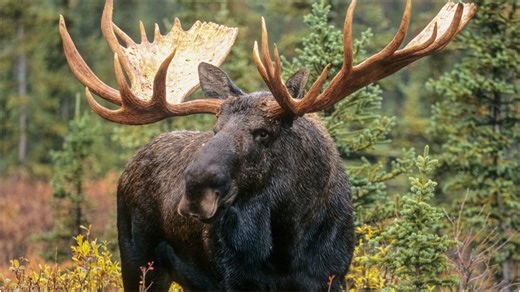 Man Panics When Moose Starts To Charge Him: VIDEO