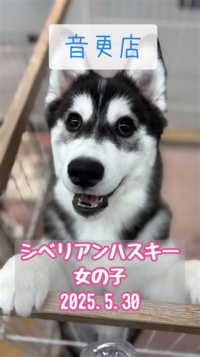 JOYFUL-AK ペットワールド#犬猫#トリミング on Instagram: "こんにちは✨ ペットワールドPROX音更店です👏 わんちゃんのご紹介🐶🐾 🐶シベリアンハスキー 🎂5月30日 🧡女の子 🎨ブラック＆ホワイト 大型犬好きな方にはたまらない🥰 ハスキーのかわいい所が沢山💓 のんびりマイペースな女の子です💕 是非可愛い姿を見に 会いに来てくださいね💓 他にも可愛い子が勢揃いしていますよ💕 ＊＊＊＊＊＊＊＊＊＊＊＊＊＊＊＊＊＊ ☘️お問い合わせ☘️ 河東郡音更町木野大通り東10丁目1-4 ☎︎0155-91-9150 ペットワールドPROX音更店 犬猫生体まで🐶🐱 ＊＊＊＊＊＊＊＊＊＊＊＊＊＊＊＊＊＊ #ジョイフルエーケー #ペットワールドPROX音更店 #音更店 #シベリアンハスキー #しべりあんはすきー #ハスキー #大型犬 #かわいい #いぬすたぐらむ #犬のいる暮らし #パピー #🐶 #🐱 #❤️"