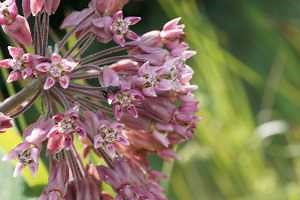 Add common milkweed to your garden to make colorful insects happy