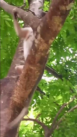 Heheheheh🤣😂 | #monkeychallenge #monkeysr #monkey #funny #youtubeshorts #funnymonkey #comedy