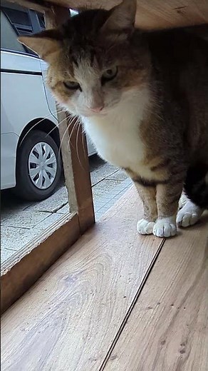 Morning, Princess Hana ran out even though her brother cat is there