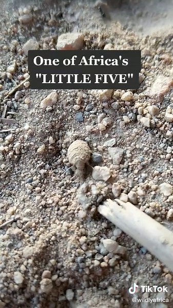 The Antlion - one of Africa's