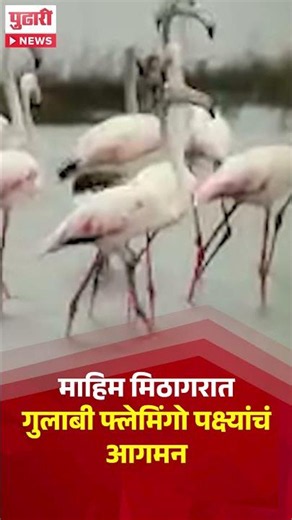 Arrival of Flamingos in Mumbai | माहिम मिठागरात गुलाबी फ्लेमिंगो पक्ष्यांचे आगमन
