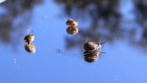 clip-3995688473-three-small-land-snails-move-slowly-crawling