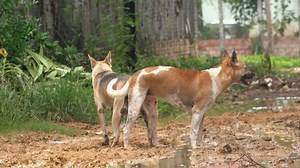 Medium Shot Two Dogs Romantic Tryst Stock Footage Video (100% Royalty-free) 1038029309 | Shutterstock