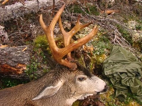 HowtoHunt.com Blacktail Deer Hunting