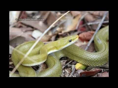 Diet Notes for Four North American Snake Species