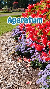 Ageratum. #gardening #flowers | Bergeson Nursery