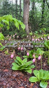 Pisgah National Forest, just a short drive from Asheville, is the perfect place to spend a day hiking through wildflower-lined trails, chasing waterfalls, and reconnecting with the Blue Ridge Mountains in the spring. ✨ #springgetaway #ashevillelife #ashevillenorthcarolina #springtravel #ashevilletrails #pisgah #pisgahnationalforest #visitasheville #ncmountain #blueridgemoments #ashevillenc #blueridgemountains | Carolina Mornings Luxury Vacation Rentals | Facebook