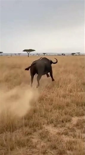The bison lost it's mind after
